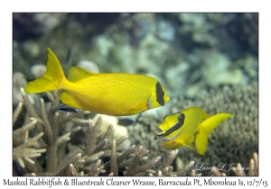 Masked Rabbitfish & Bluestreak Cleaner Wrasse