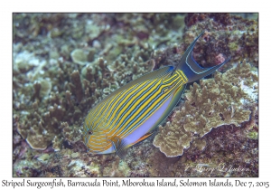 Lined Surgeonfish