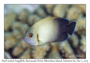 Pearl-scaled Angelfish