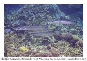 Blackfin Barracuda