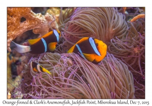 Orange-finned & Clark's Anemonefish