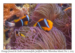 Orange-finned & Clark's Anemonefish