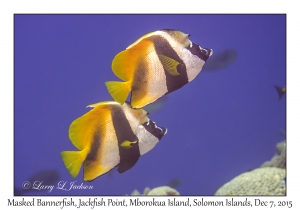 Masked Bannerfish