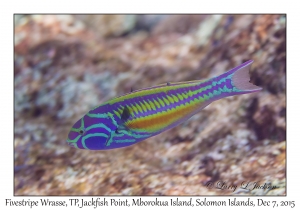 Fivestripe Wrasse