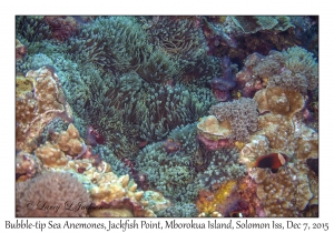 Bubble-tip Sea Anemones