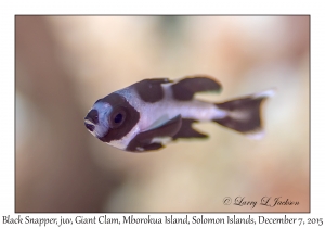 Black Snapper, juvenile