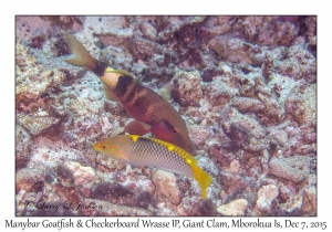 Manybar Goatfish & Checkboard Wrasse