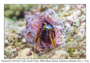 Gaimard's Hermit Crab