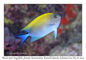 Black-spot Angelfish, female