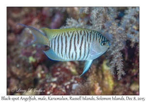 Black-spot Angelfish, male