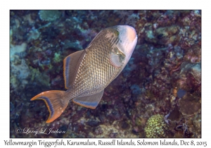 Yellowmargin Triggerfish