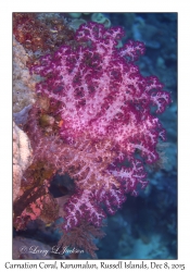 Carnation Coral