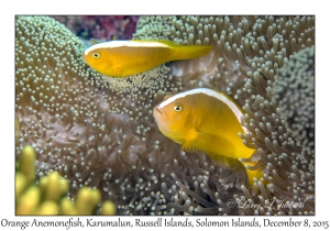 Orange Anemonefish