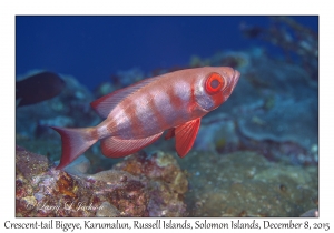 Crescent-tail Bigeye