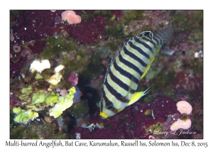 Multi-barred Angelfish