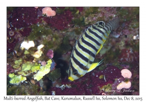 Multi-barred Angelfish