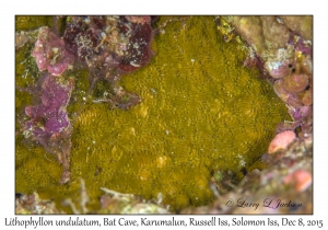 Lithophyllon undulatum