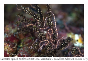 Dark Red-spined Brittle Star