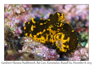 Gardiner's Banana Nudibranch