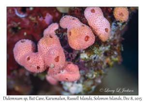 Tunicates