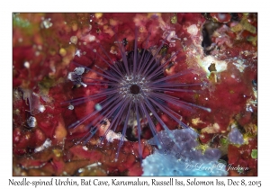 Needle-spined Urchin