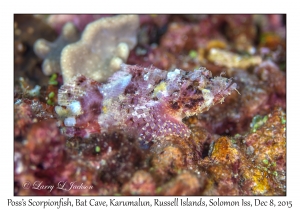 Poss's Scorpionfish