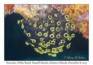 Tunicates