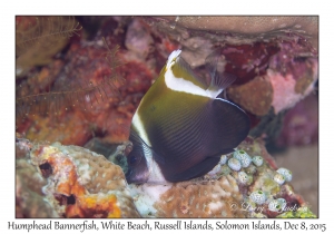 Humphead Bannerfish