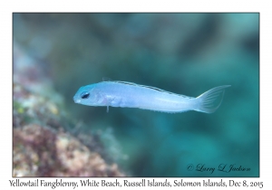 Yellowtail Fangblenny