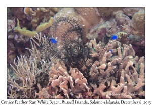 Crevice Feather Star