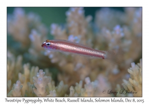 Twostripe Pygmygoby