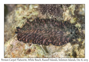 Persian Carpet Flatworm