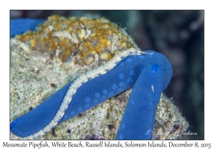 Messmate Pipefish