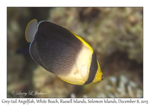 Grey-tail Angelfish