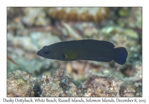 Dusky Dottyback