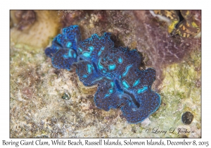 Boring Giant Clam