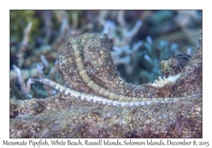 Messmate Pipefish