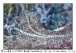 Messmate Pipefish