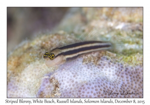 Striped Blenny