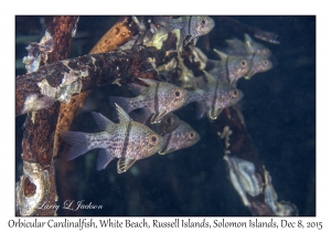 Orbicular Cardinalfish