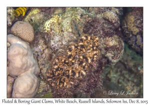 Fluted Giant & small Boring Giant Clam