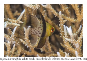 Pajama Cardinalfish