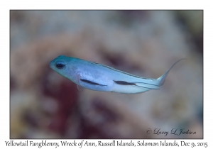 Yellowtail Fangblenny