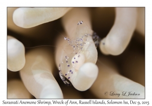 Sarasvati Anemone Shrimp