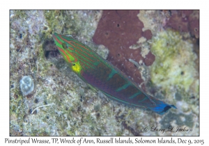 Pinstriped Wrasse