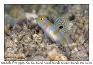 Randall's Shrimpgoby