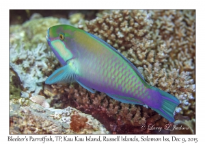 Bleeker's Parrotfish