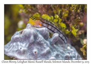 Clown Blenny