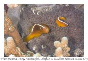 White-bonnet & Orange Anemonefish