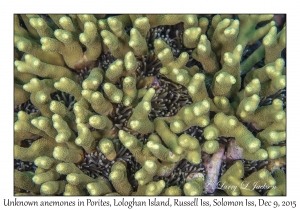 Unknown anemones in Porites attenuata